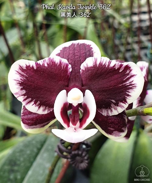 Phal. Kaoda Twinkle '362' 2.5''