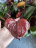 Anthurium Essencia (Ø 12 см)