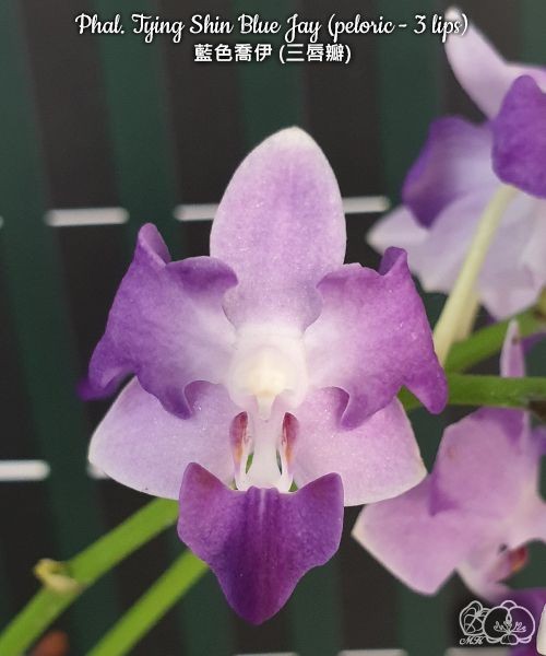 Phal. Tying Shin Blue Jay (peloric - 3 lips) 2.5"