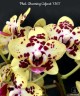 Phal. Charming Cafecat '1365' 2.5''