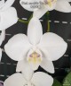 Phal. amabilis 'Tai Wu' x sib 2.5'' УЦЕНКА (мех. повр. лист.)