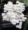 Phal. amabilis 'Tai Wu' x sib 2.5'' УЦЕНКА (мех. повр. лист.)