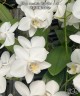 Phal. amabilis 'Tai Wu' x sib 2.5'' УЦЕНКА (мех. повр. лист.)