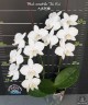 Phal. amabilis 'Tai Wu' x sib 2.5'' УЦЕНКА (мех. повр. лист.)