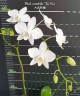 Phal. amabilis 'Tai Wu' x sib 2.5'' УЦЕНКА (мех. повр. лист.)