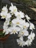 Phal. amabilis 'Tai Wu' x sib 2.5'' УЦЕНКА (мех. повр. лист.)