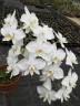 Phal. amabilis 'Tai Wu' x sib 2.5'' УЦЕНКА (мех. повр. лист.)