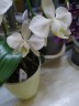 Phal. amabilis 'Tai Wu' x sib 2.5'' УЦЕНКА (мех. повр. лист.)