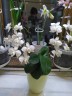 Phal. amabilis 'Tai Wu' x sib 2.5'' УЦЕНКА (мех. повр. лист.)
