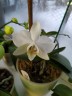 Phal. amabilis 'Tai Wu' x sib 2.5'' УЦЕНКА (мех. повр. лист.)