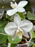 Phal. amabilis 'Tai Wu' x sib 2.5'' УЦЕНКА (мех. повр. лист.)