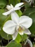 Phal. amabilis 'Tai Wu' x sib 2.5'' УЦЕНКА (мех. повр. лист.)