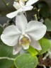 Phal. amabilis 'Tai Wu' x sib 2.5'' УЦЕНКА (мех. повр. лист.)