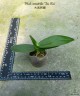Phal. amabilis 'Tai Wu' x sib 2.5'' УЦЕНКА (мех. повр. лист.)