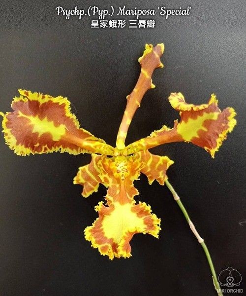 Psychp.(Pyp.) Mariposa 'Special' 2.5'' УЦЕНКА (мех. повр. листиков)