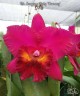 Rlc. Sanyung Ruby 'Dawang' 2.5" УЦЕНКА (мех. повр. лист.)