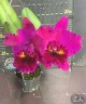 Rlc. Sanyung Ruby 'Dawang' 2.5" УЦЕНКА (мех. повр. лист.)