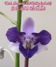 Phal. Memoria Val Rettig (peloric) 2.5" УЦЕНКА