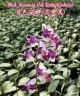 Phal. Memoria Val Rettig (peloric) 2.5" УЦЕНКА