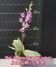 Phal. Memoria Val Rettig (peloric) 2.5" УЦЕНКА