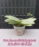 Phal. Memoria Val Rettig (peloric) 2.5" УЦЕНКА
