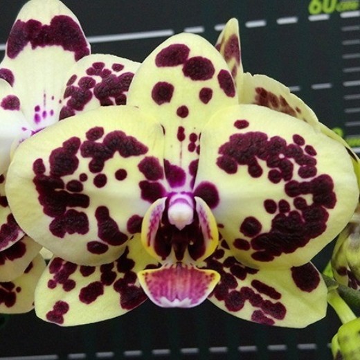  Phal. OX Sponge Bob 2.5"