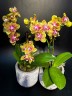 Phal. Twilight Angel '553' 2.5"