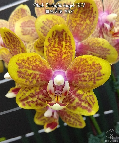 Phal. Twilight Angel '553' 2.5"