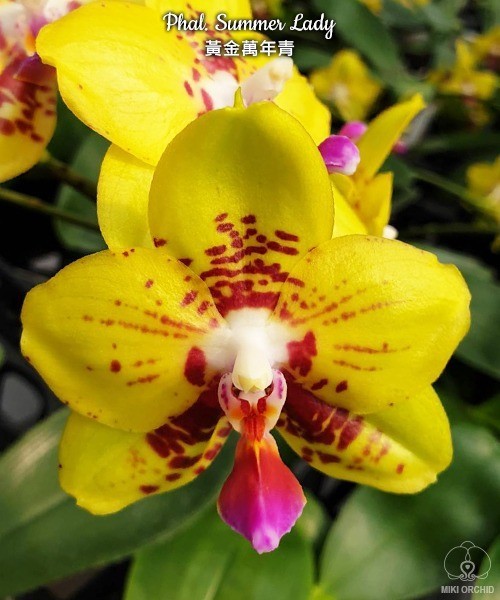 Phal. Summer Lady 2.5"