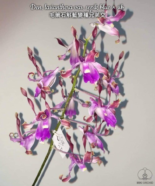 Den. lasianthera var. sepik blue × sib 2.5''