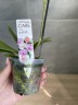 Мини орхидея - Садовник Opti-flor (1 цветонос) УЦЕНКА (нет точки роста)