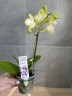 Мини орхидея - Садовник Opti-flor (1 цветонос) УЦЕНКА (нет точки роста)