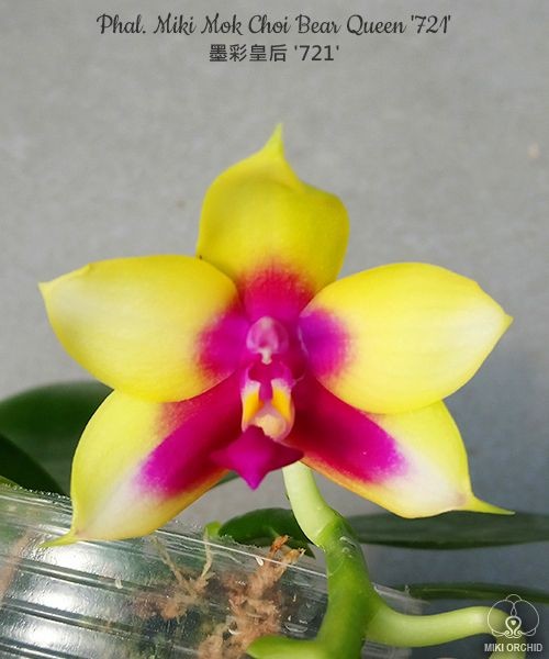 Phal. Miki Mok Choi Bear Queen '721' 2.5''