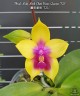 Phal. Miki Mok Choi Bear Queen '721' 2.5''