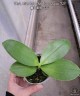 Phal. Miki Mok Choi Bear Queen '721' 2.5''