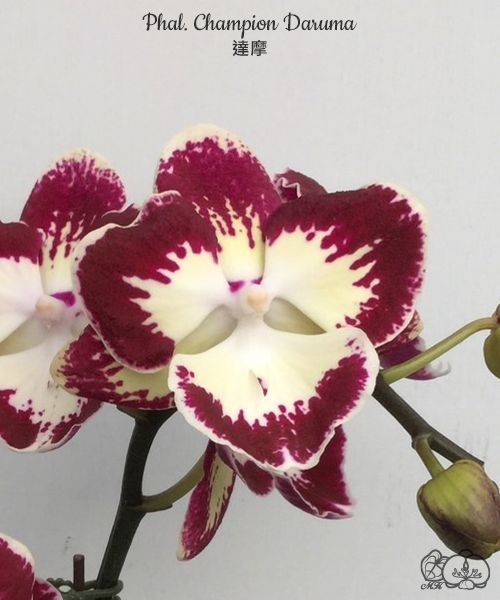 Phal. Champion Daruma 2.5''