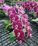 Phal. Miki Black Swan '70' 2.5''