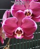Phal. Miki Black Swan '70' 2.5''