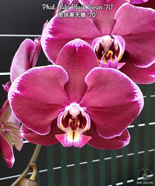 Phal. Miki Black Swan '70' 2.5''