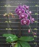 Phal. Miki Black Swan '70' 2.5''