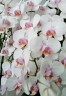 Phal. Miki Smile '1332' 3.0''