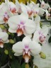 Phal. Miki Smile '1332' 3.0''