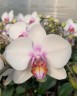 Phal. Miki Smile '1332' 3.0''