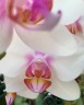 Phal. Miki Smile '1332' 3.0''