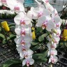 Phal. Miki Smile '1332' 3.0''