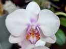 Phal. Miki Smile '1332' 3.0''