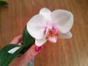 Phal. Miki Smile '1332' 3.0''