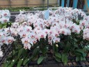 Phal. Miki Smile '1332' 3.0''