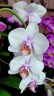 Phal. Miki Smile '1332' 3.0''