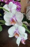Phal. Miki Smile '1332' 3.0''